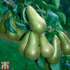 Pear 'Conference' -Garden Supplies Sale PEAR CWW3239 A
