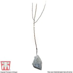 Pear 'Williams' Bon Chretien' -Garden Supplies Sale PEAR CWW3398 C2