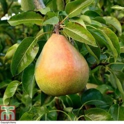 Pear 'Doyenné Du Comice'