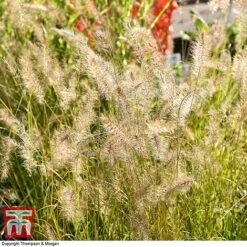 Pennisetum Alopecuroides 8 Pennisetum Alopecuroides -Garden Supplies Sale PENN 1657 A1