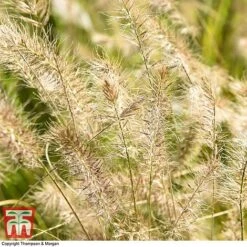 Pennisetum Alopecuroides 10 Pennisetum Alopecuroides -Garden Supplies Sale PENN 1657 A3