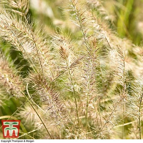 Pennisetum Alopecuroides 5 Pennisetum Alopecuroides - Image 5