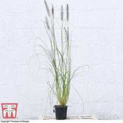 Pennisetum Alopecuroides 11 Pennisetum Alopecuroides -Garden Supplies Sale PENN 16574 A1