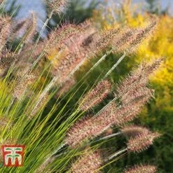 Pennisetum Viridescens -Garden Supplies Sale PENN T66359 B