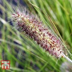 Pennisetum Viridescens -Garden Supplies Sale PENN T66359 C