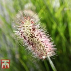 Pennisetum Viridescens -Garden Supplies Sale PENN T66359 D
