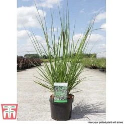 Pennisetum Viridescens -Garden Supplies Sale PENN T66359 F