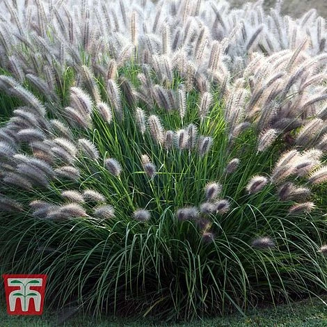 Pennisetum Alopecuroides 'Moudry' 1 Pennisetum Alopecuroides 'Moudry'