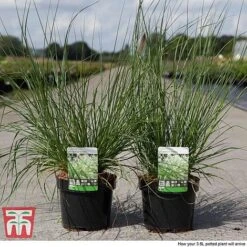 Pennisetum Alopecuroides 'Moudry' 7 Pennisetum Alopecuroides 'Moudry' -Garden Supplies Sale PENN tka3316 B1