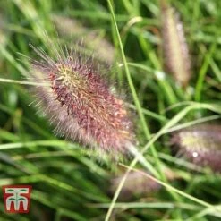 Pennisetum Alopecuroides 'Moudry' 6 Pennisetum Alopecuroides 'Moudry' -Garden Supplies Sale PENN tka3316 C