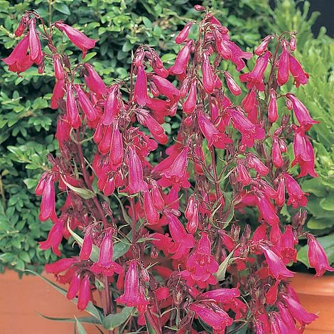 Penstemon 'Garnet' 2 Penstemon 'Garnet' - Image 2