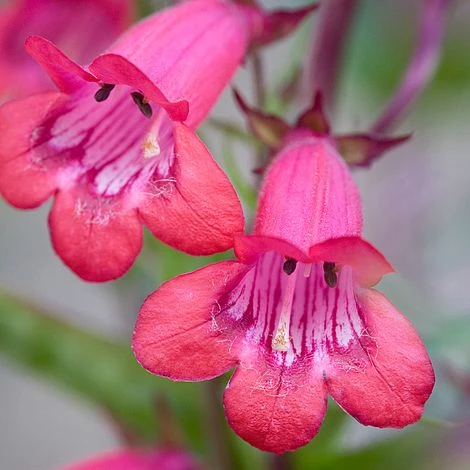 Penstemon 'Garnet' 1 Penstemon 'Garnet'
