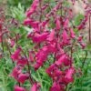 Penstemon 'Pensham Just Jayne'