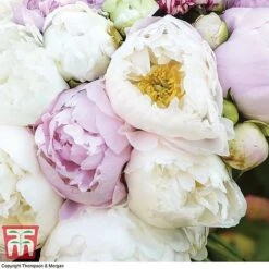 Peony 'Scented Bouquet Mix' -Garden Supplies Sale PEON KA9024 B