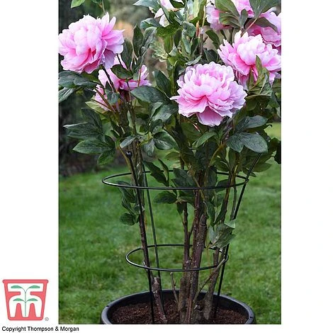 Peony & Herbaceous Plant Frame 2 Peony & Herbaceous Plant Frame - Image 2