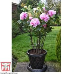 Peony & Herbaceous Plant Frame 5 Peony & Herbaceous Plant Frame -Garden Supplies Sale PEON KA9263 D