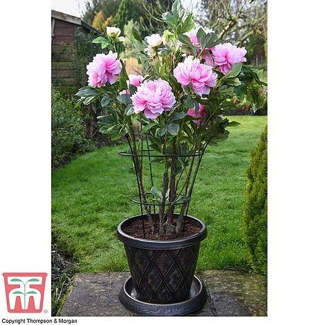 Peony & Herbaceous Plant Frame 3 Peony & Herbaceous Plant Frame - Image 3