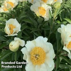 Peony Collection -Garden Supplies Sale PEON JANVANLEE L413291