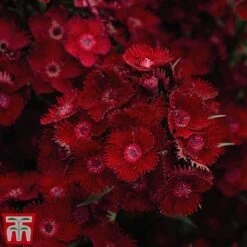 Rouge Perennial Collection 7 Rouge Perennial Collection -Garden Supplies Sale PERE WKC5961 B