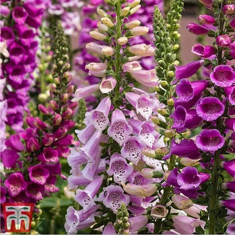 Rouge Perennial Collection 2 Rouge Perennial Collection - Image 2