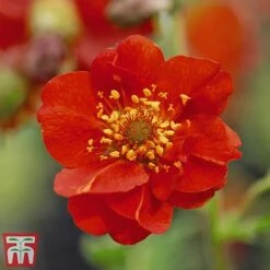 Rouge Perennial Collection 8 Rouge Perennial Collection -Garden Supplies Sale PERE WKC5961 D