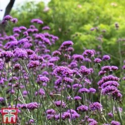 Rouge Perennial Collection 9 Rouge Perennial Collection -Garden Supplies Sale PERE WKC5961 E