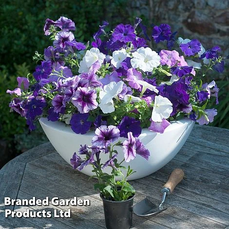 Petunia 'Frenzy Grand Rapids' 1 Petunia 'Frenzy Grand Rapids'