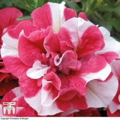 Petunia 'Frills & Spills™ Cherry Ripple' -Garden Supplies Sale PETU T16418 C