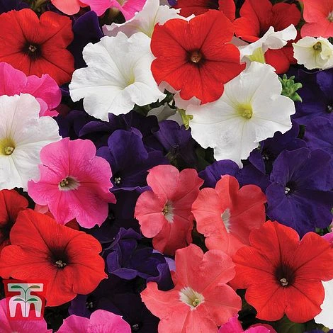 Petunia 'Express Mixed' 1 Petunia 'Express Mixed'