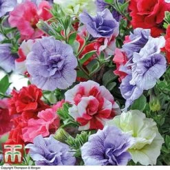 Petunia 'Frills & Spills'™ Mixed' Pre-Planted Basket 7 Petunia 'Frills & Spills'™ Mixed' Pre-Planted Basket -Garden Supplies Sale PETU TKA1199 B