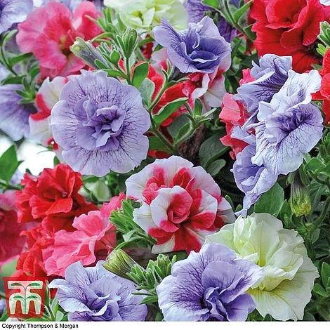 Petunia 'Frills & Spills'™ Mixed' Pre-Planted Basket 4 Petunia 'Frills & Spills'™ Mixed' Pre-Planted Basket - Image 4