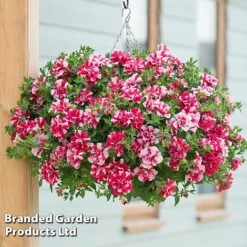 Petunia 'Frills & Spills™ Cherry Ripple'