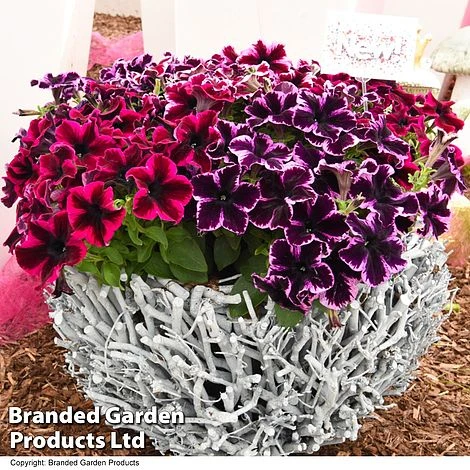 Petunia 'Cosmic Duo' 1 Petunia 'Cosmic Duo'