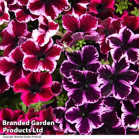 Petunia 'Cosmic Duo' 2 Petunia 'Cosmic Duo' - Image 2