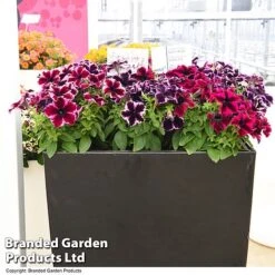 Petunia 'Cosmic Duo' 6 Petunia 'Cosmic Duo' -Garden Supplies Sale PETU COSMICMIX T40830