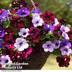 Petunia 'Sky Mix' Trio (with Night Sky) 9 Petunia 'Sky Mix' Trio (with Night Sky) -Garden Supplies Sale PETU SKYMIXED T444491