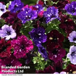 Petunia 'Sky Mix' Trio (with Night Sky) 11 Petunia 'Sky Mix' Trio (with Night Sky) -Garden Supplies Sale PETU SKYMIXED T444521