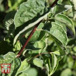 Philadelphus 'Albatre' -Garden Supplies Sale PHIL T66362 C