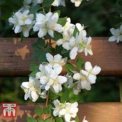 Philadelphus 'Albatre' -Garden Supplies Sale PHIL T66362 D