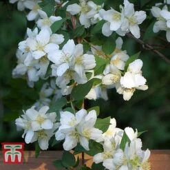 Philadelphus 'Albatre' -Garden Supplies Sale PHIL T66362 E