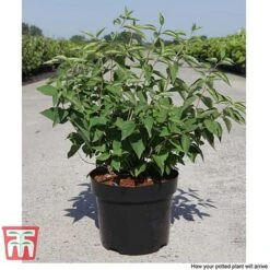 Philadelphus 'Albatre' -Garden Supplies Sale PHIL T66362 F