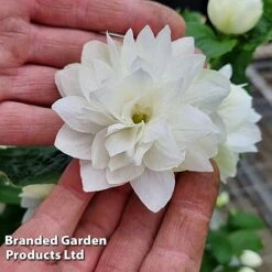 Philadelphus 'Pearls Of Perfume' -Garden Supplies Sale PHIL PEARLPERF H41551