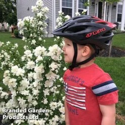 Philadelphus 'Pearls Of Perfume' -Garden Supplies Sale PHIL PEARLPERF H41553