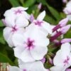 Phlox Paniculata 'White Eye Flame'
