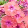 Phlox Paniculata 'Coral Flame'