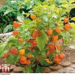 Everlasting Perennial Collection -Garden Supplies Sale PHYS 10631 A2