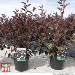 Physocarpus Opulifolius 'Summer Wine' -Garden Supplies Sale PHYS T66383 C