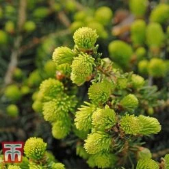 Picea Abies 'Nidiformis' 7 Picea Abies 'Nidiformis' -Garden Supplies Sale PICE T66385 C
