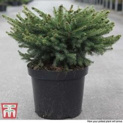 Picea Abies 'Nidiformis' 8 Picea Abies 'Nidiformis' -Garden Supplies Sale PICE T66385 D