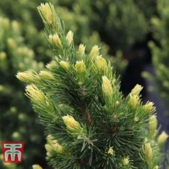 Picea Glauca 'Rainbows End' -Garden Supplies Sale PICE T66392 C